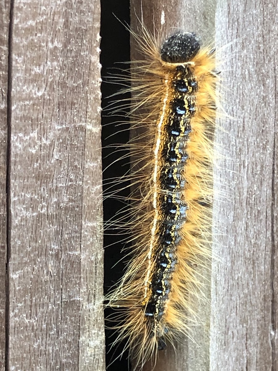 Eastern Tent Caterpillar