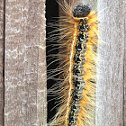 Eastern Tent Caterpillar