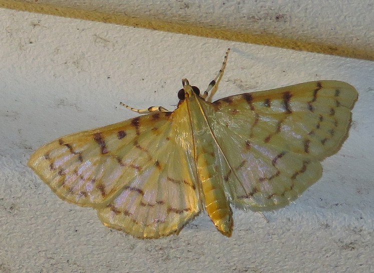 Ironweed Root Moth