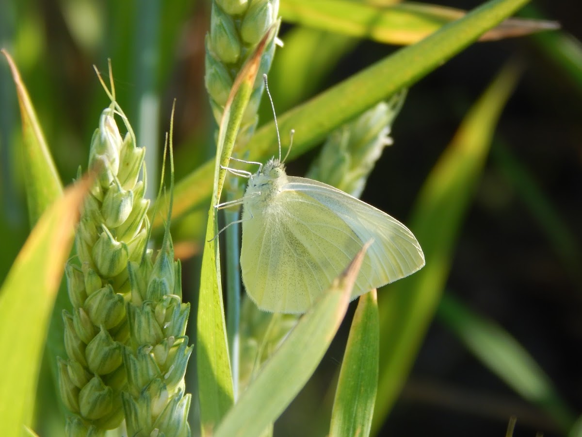 Cabbage White