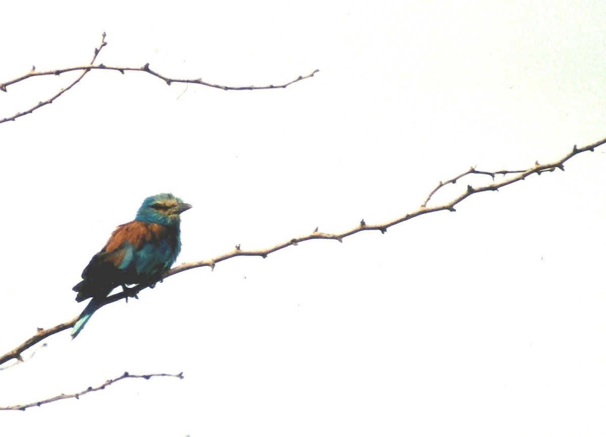 Abyssinian Roller