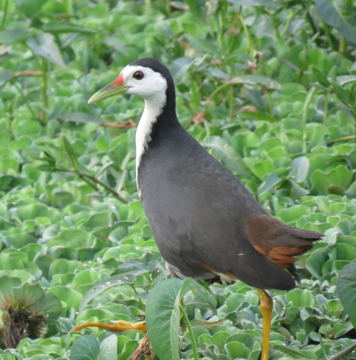 White-breasted Waterhen