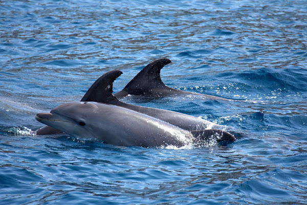 Into the Ocean di Kamone