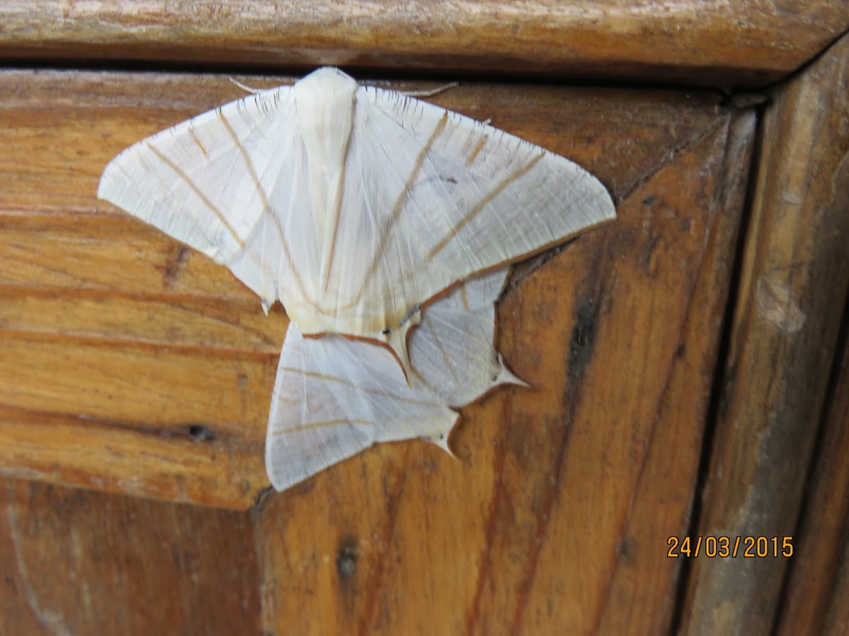 Swallow-tailed Moths