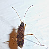 Dirt-colored Seed Bug