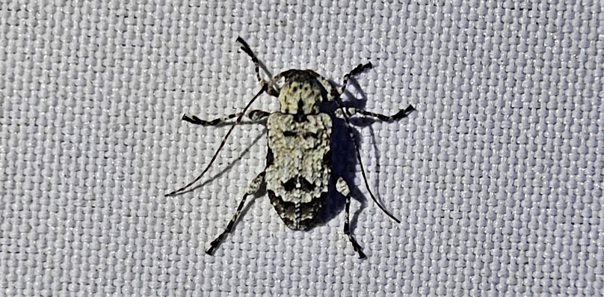 Flat-faced longhorn beetle