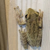 Cuban Treefrog