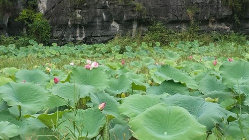 Khu du lịch Tam Cốc mùa sen hồng 2