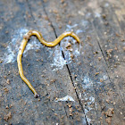 Hammerhead worm