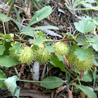 Sierra Gooseberry