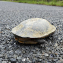 Eastern Long-necked Turtle (male)