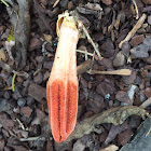 The Lantern Stinkhorn