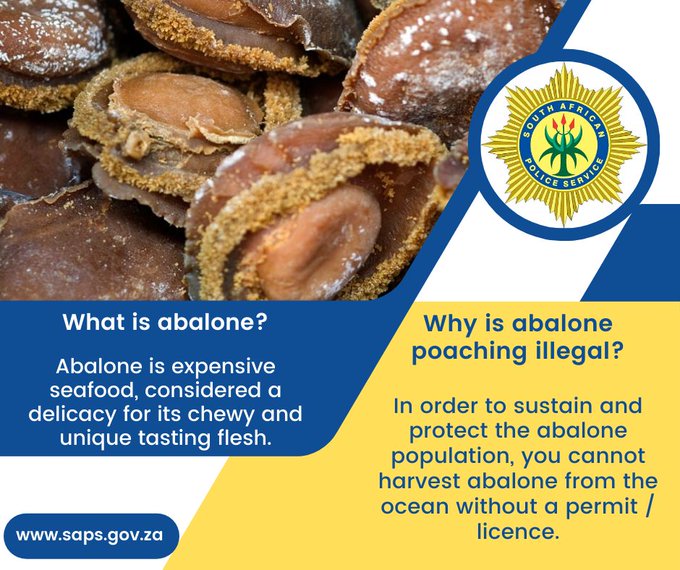 Abalone is considered to be a delicacy.