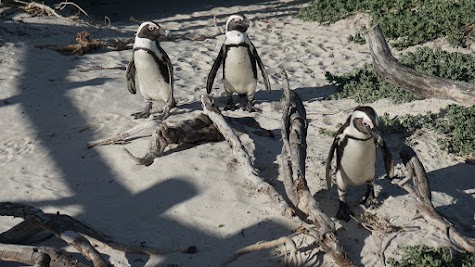 Brillenpinguine am Boulders Beach in Simons Town