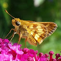 Pecks Skipper