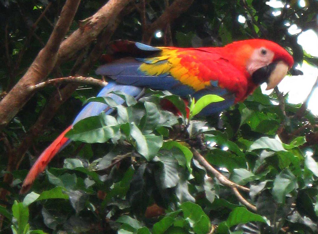 Scarlet Macaw