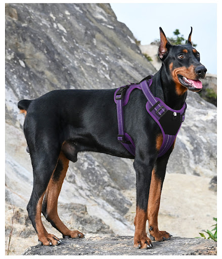 Title 8, Reflective Pet Vest with Hand Holding Rope Expl...