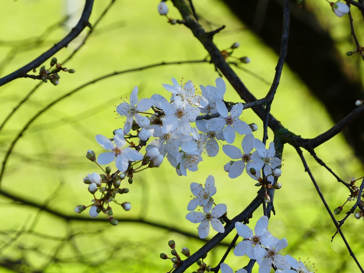 Blackthorn