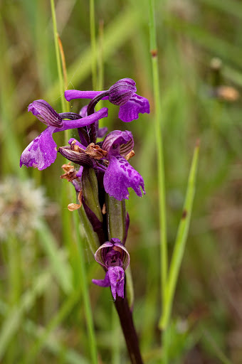 Anacamptis Orchis morio