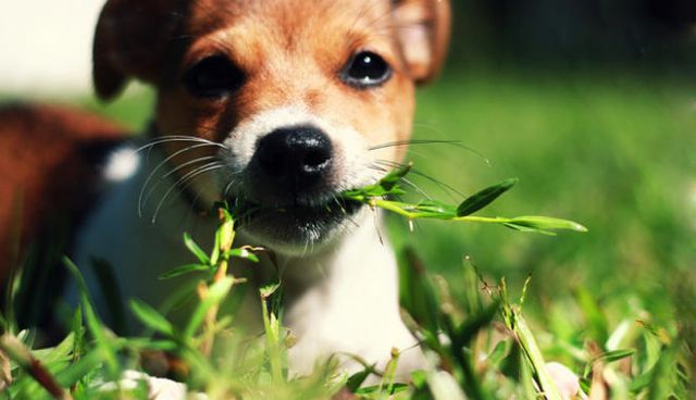 dogs eating grass.jpg