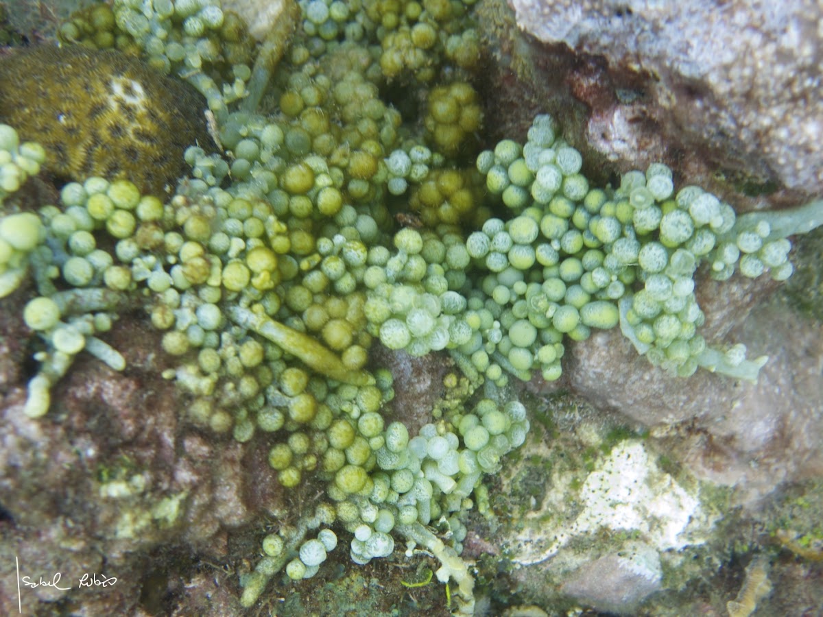 Caulerpa racemosa