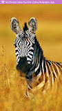 Zebra Wallpaper