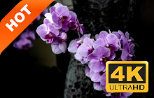 Purple Flowers Popular HD New Tabs Theme small promo image