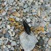 Devil's coach horse beetle (Σταφυλίνος)