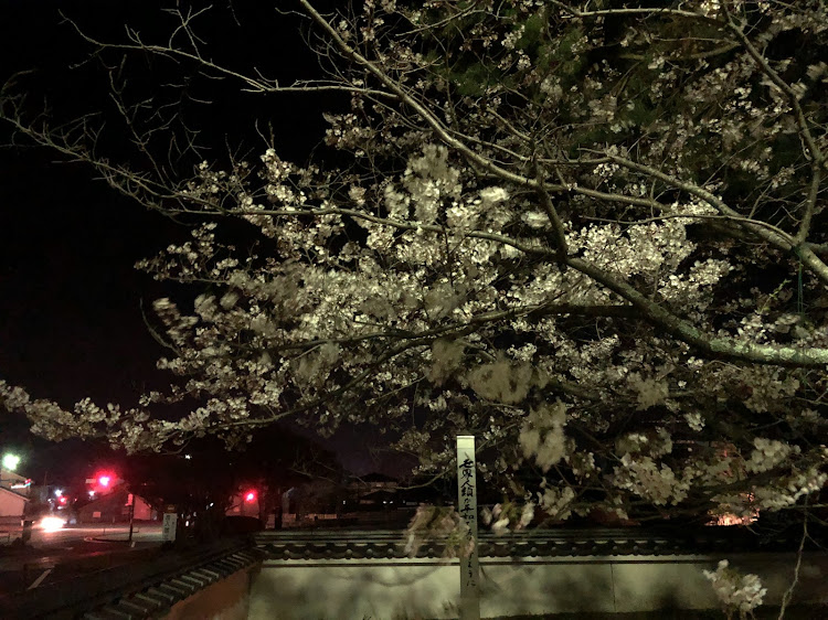 ヴィヴィオRX-Rの桜とコラボ・花見ドライブ🌸・桜🌸・夜桜と愛車・夜桜ライトアップに関するカスタム事例の投稿画像11枚目