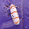 Cyana Moth