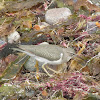 Spotted Sandpiper