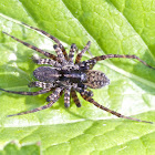 wolf spider