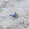 Soldier Crab