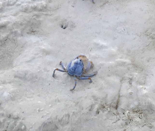 Soldier Crab