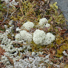 Cladonia Lichen