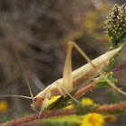 Tree cricket