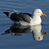 Western gull