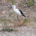 Black-winged Stilt; Cigüeñuela