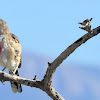 Rosy-patched Bush-shrike