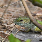 Green Lizard