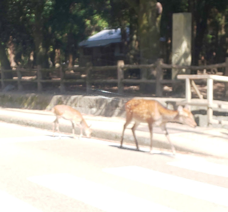 スイフトスポーツの両手に花🌸コラボ🤗🧡 ❓️シリーズ・第４弾！！！！・奈良ならでわ⁉️😂🦌・奈良公園の鹿・奈良旧監獄に関するカスタム事例の投稿画像11枚目