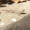 Great Basin Fence Lizard