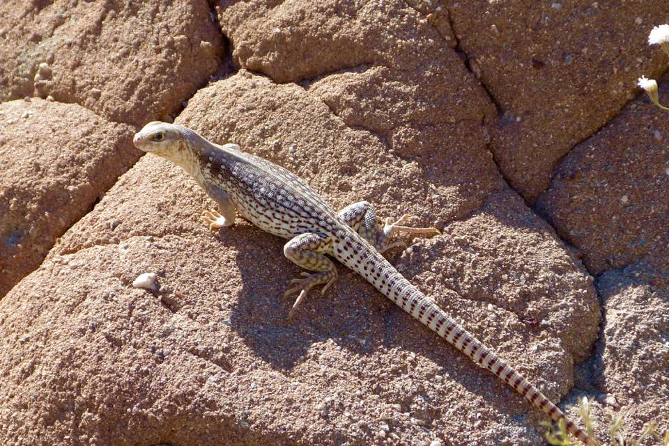 Desert iguana