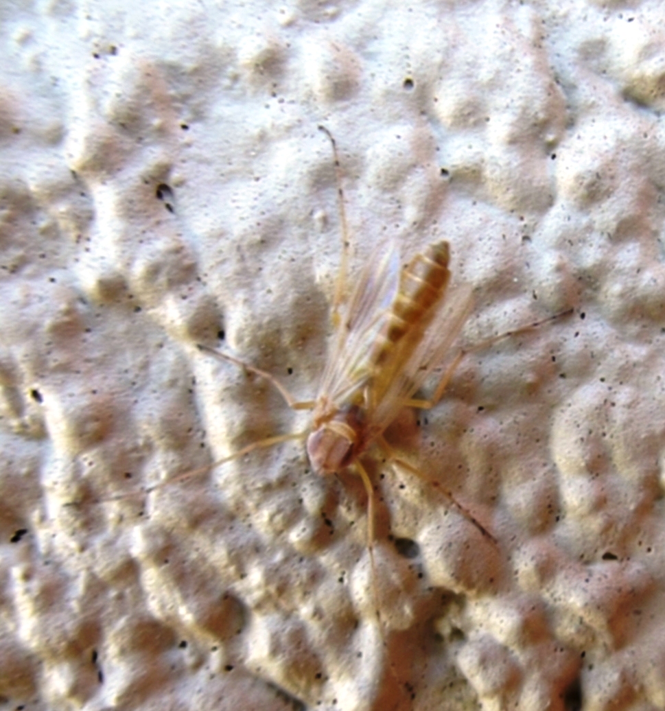 Klamath Midge