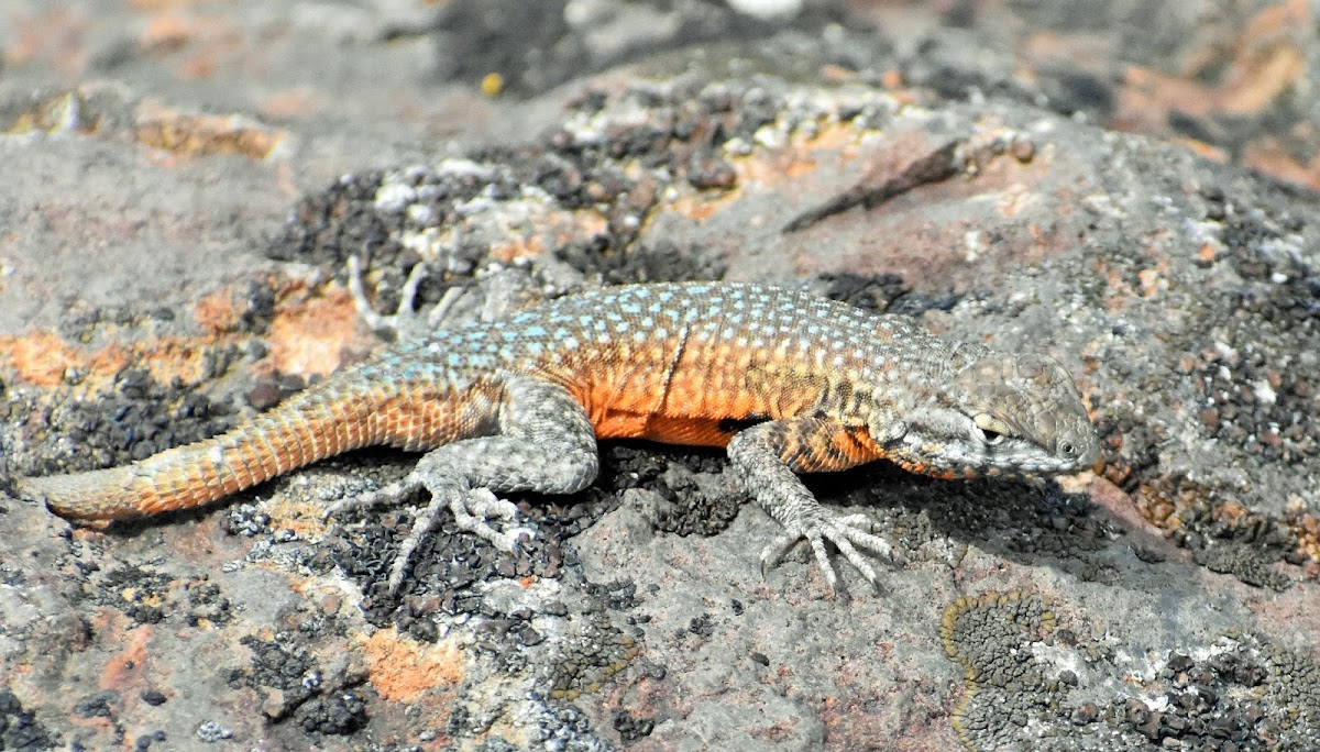 Nevada Side-blotched Lizard