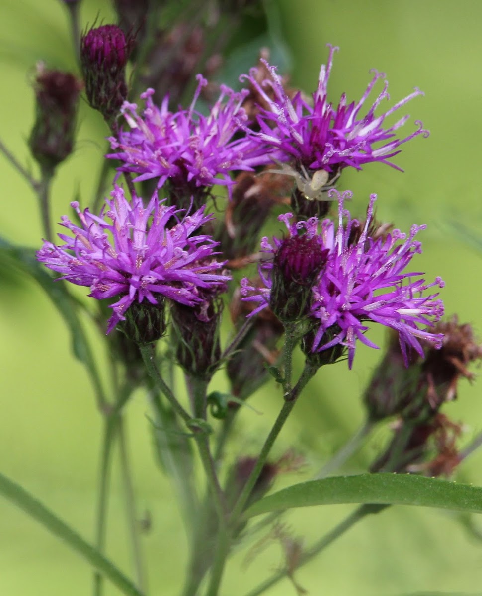 knapweed