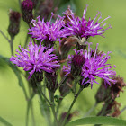 knapweed