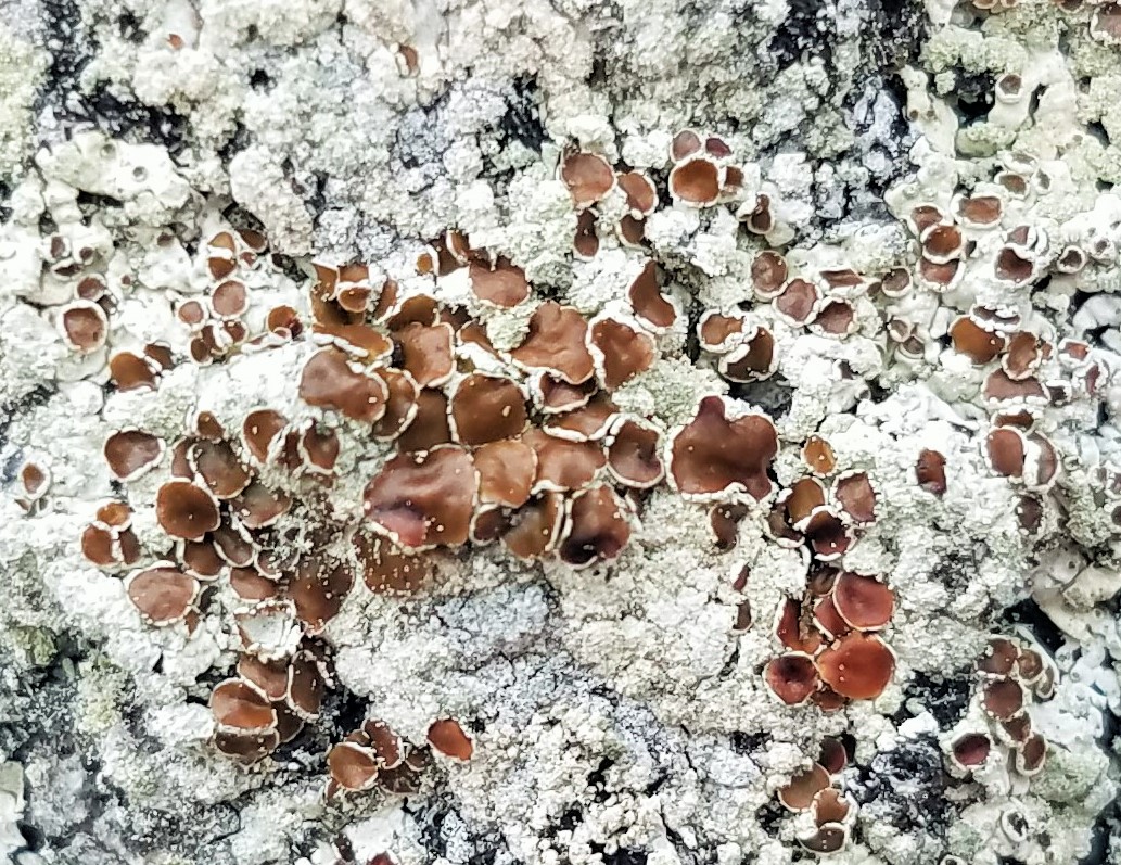 Beaded Rim-lichen