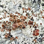 Beaded Rim-lichen