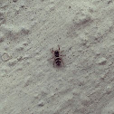 Zebra jumping spider